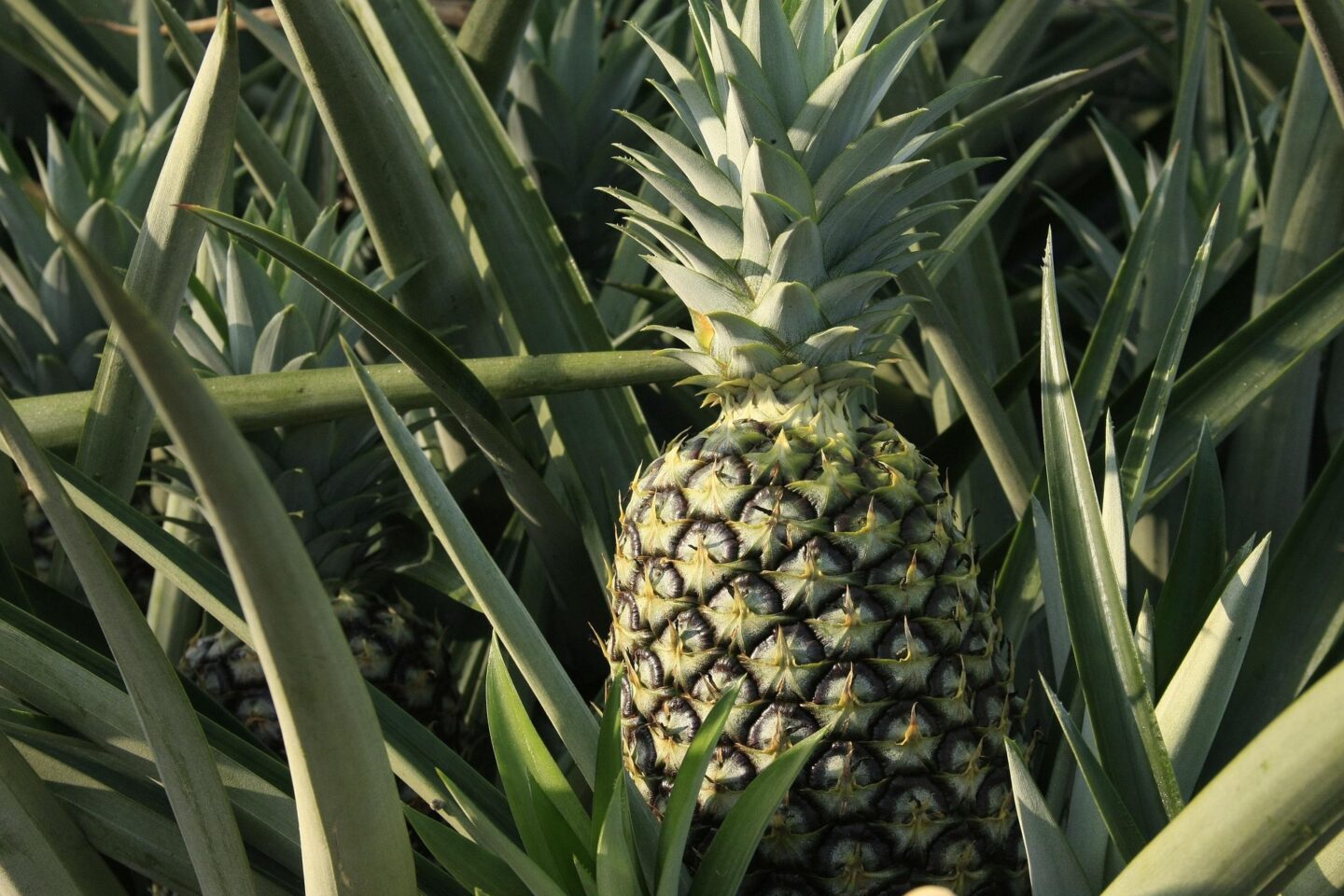 Ananas w doniczce – egzotyczna roślina do domu, która zachwyca wyglądem i uczy cierpliwej pielęgnacji