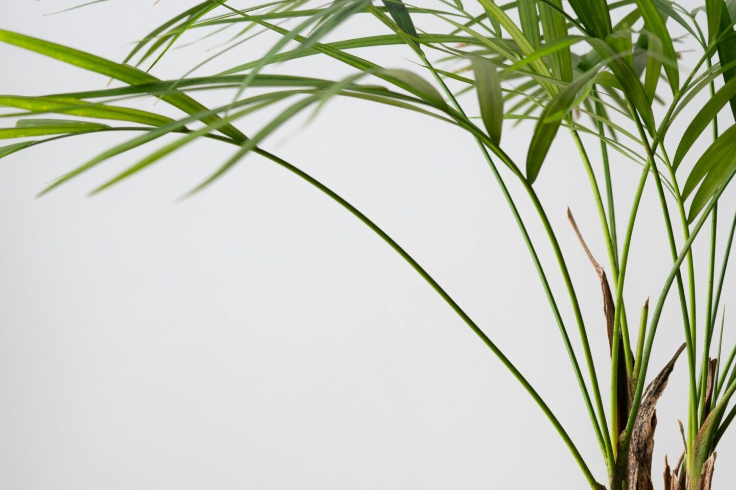 Rodzaje palm doniczkowych – najpiękniejsze odmiany do domu, mieszkania i ogrodu zimowego